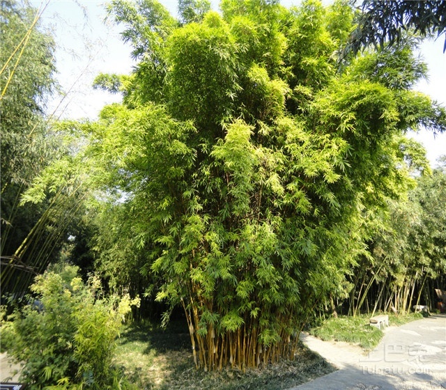 孝順竹價(jià)格介紹